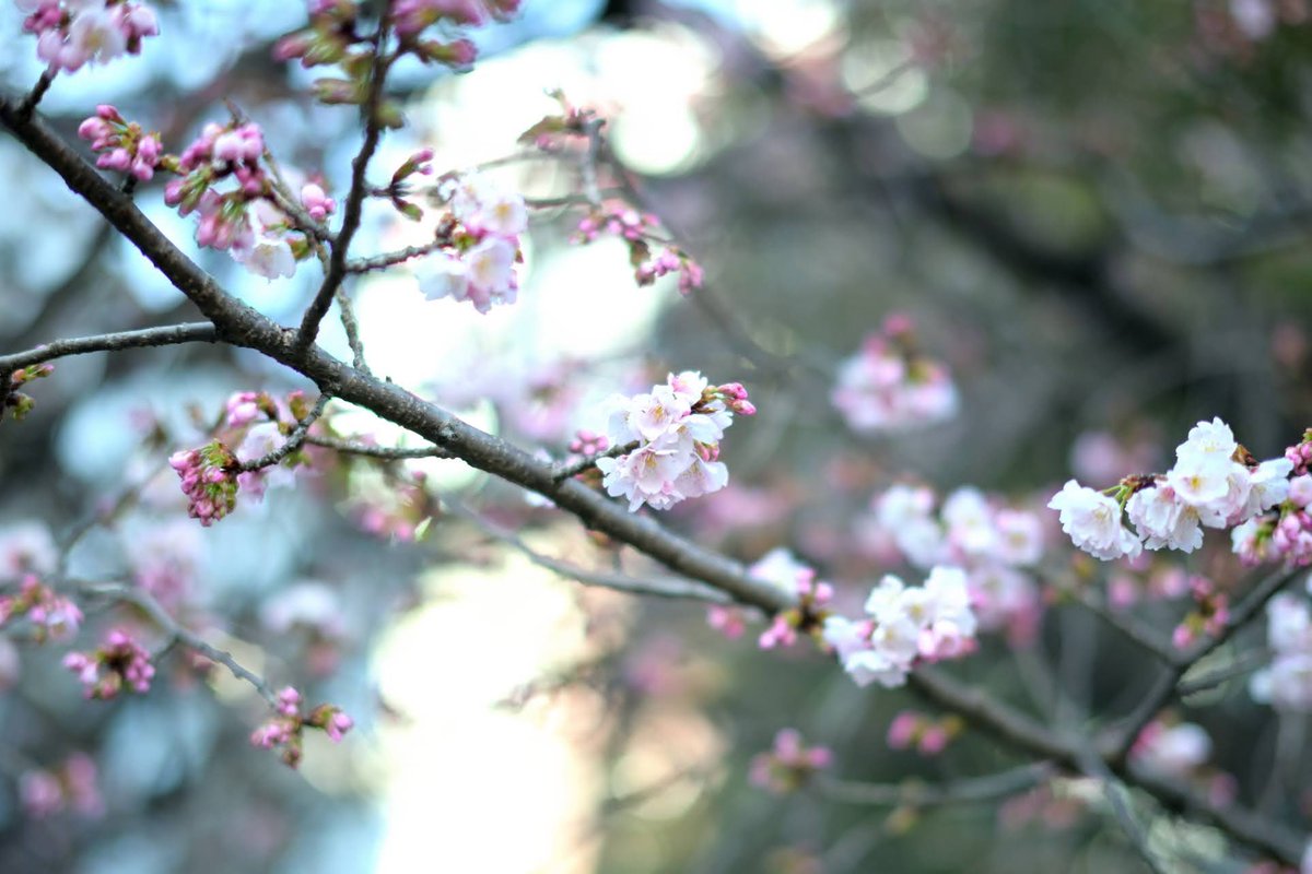 ZR29sn's tweet photo. 上野公園の桜
まだ蕾が多かったので、来週ごろが見頃かも。 https://t.co/Eutj51brbf