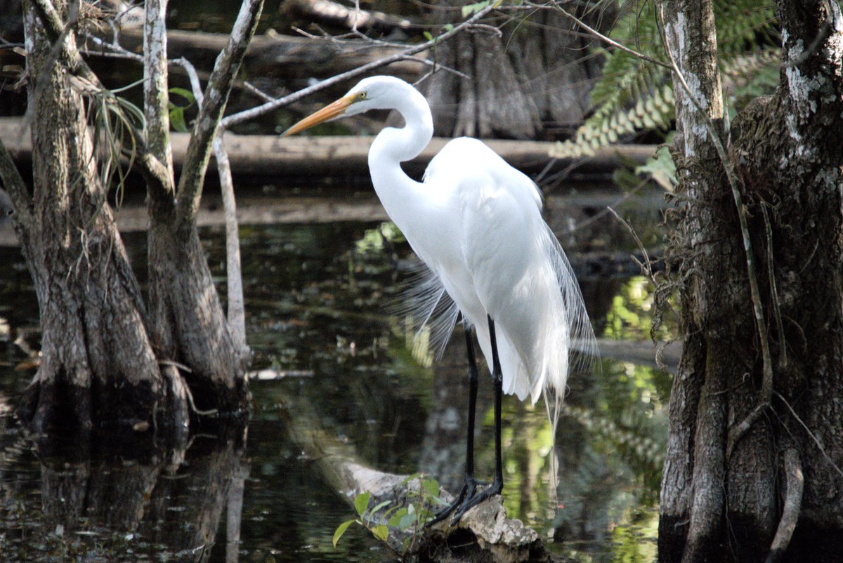 Snowy Egret, Everglades, Florida, USA