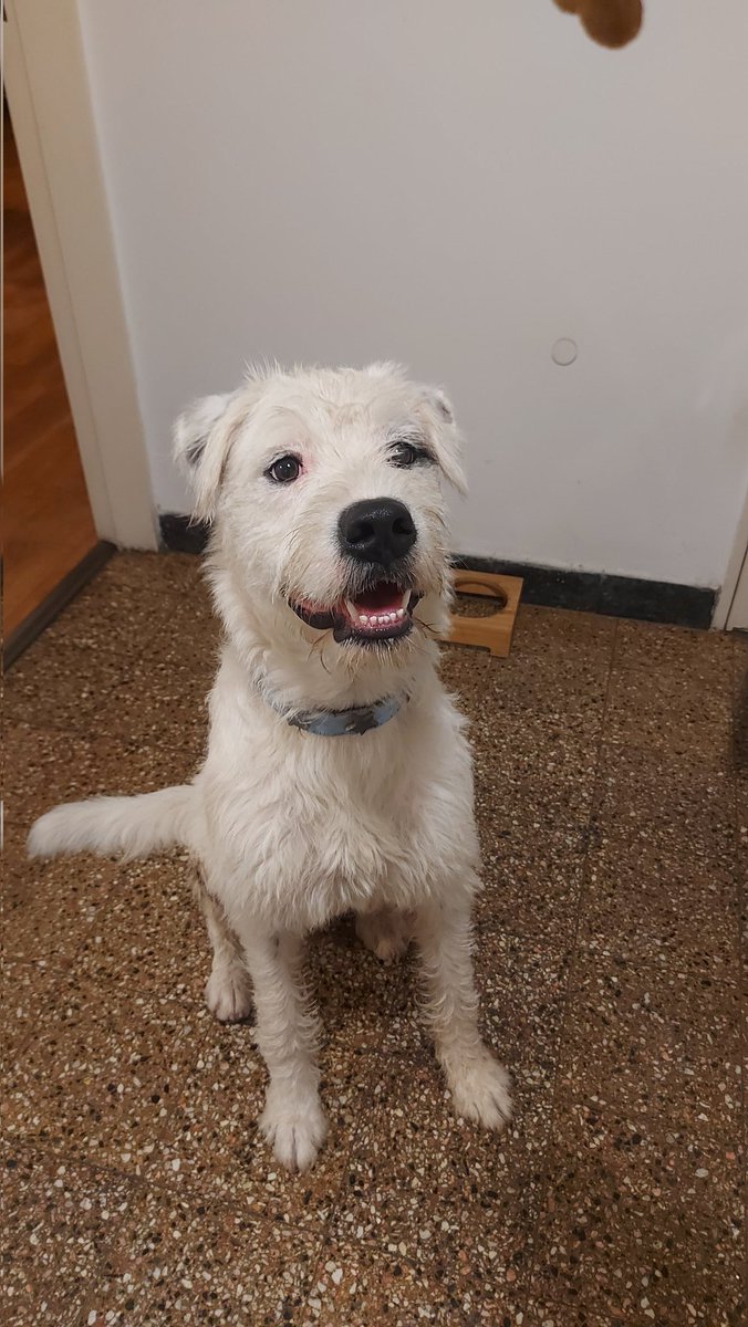 #Urgente perro encontrado en Alem y Montevideo (Rosario).
Tiene correa pero no chapita (es divino y bueno!)
Lo tengo en casa pero claramente tiene dueño.
Por favor compartir y escribirme quien sepa algo 🙏