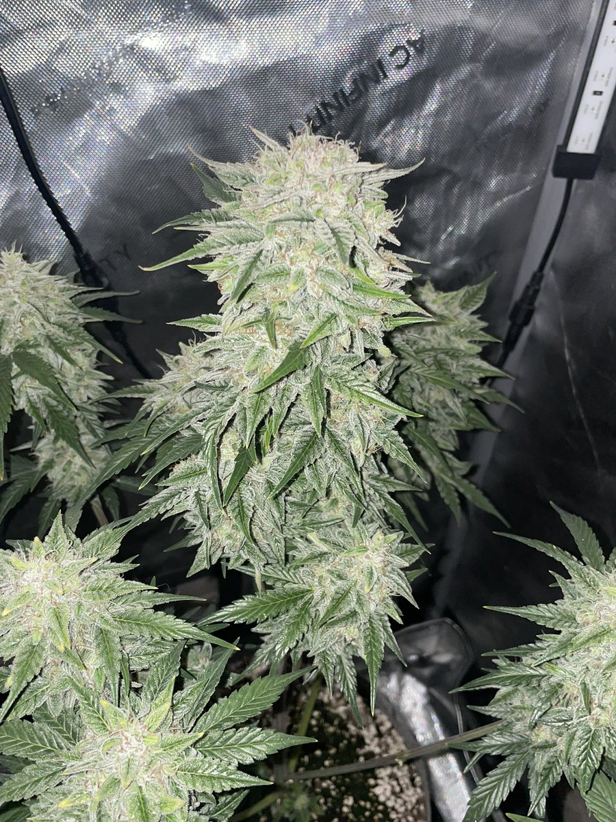 RedboneDemo's tweet image. My first Autoflowers reg cross!