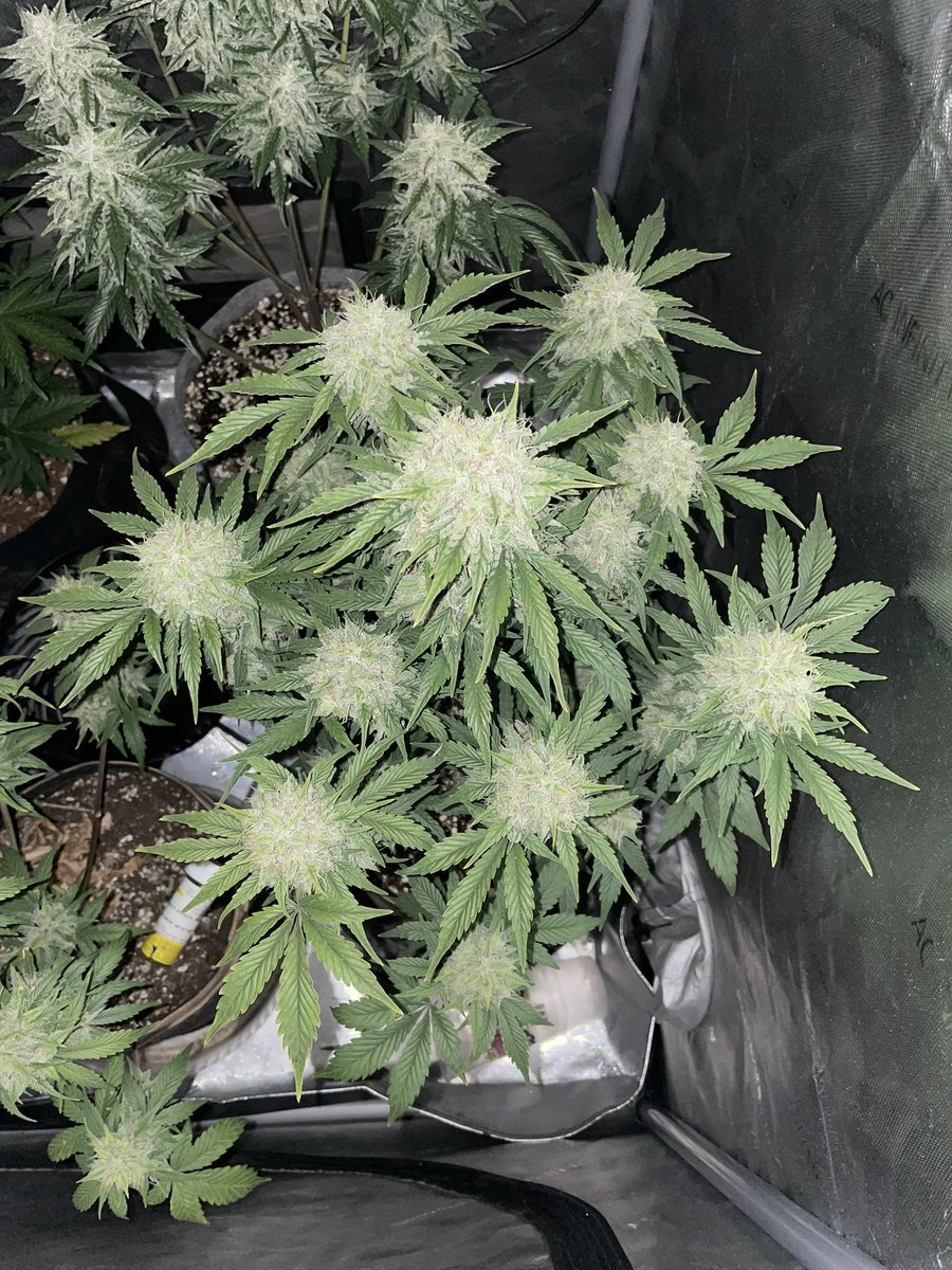 RedboneDemo's tweet image. My first Autoflowers reg cross!