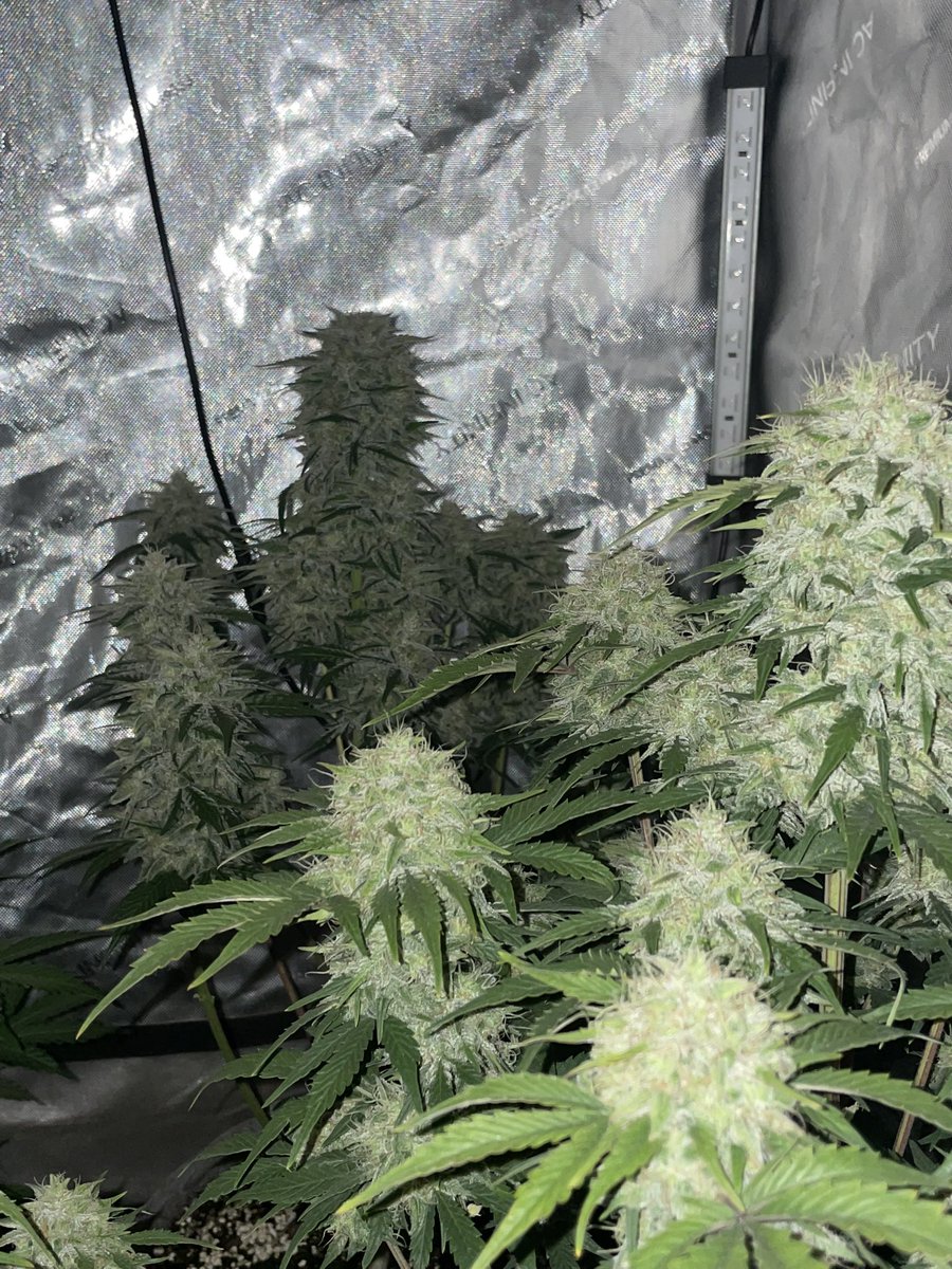 RedboneDemo's tweet image. My first Autoflowers reg cross!