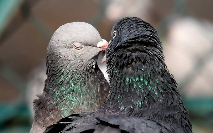 a_london_pigeon's tweet photo. Feral pigeons in a garden 
#Sri_Lanka 
Local name #Parawiya 
📷  Hotel Na Sevana @NaSevana https://t.co/S5ONcCLUrc