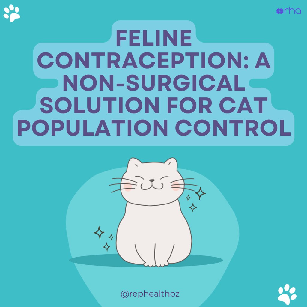 RepHealthOz's tweet image. 🐱 An Aussie study explores feline contraception- an effective way to manage free-roaming #cat populations.

🧬 Researchers tested a single injection that boosts a natural #hormone (AMH) in #femalecats to prevent #pregnancy. 

#felinehealth #amh #vetscience