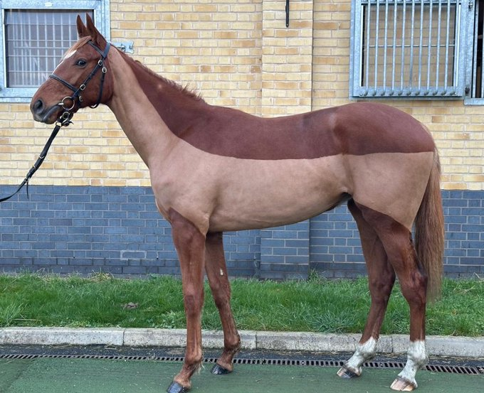 blindadosalas1's tweet photo. #Hipismo Esto nunca lo había visto: Una potranca de 2 años de muy singular pelaje, por FRANKEL 🇮🇪 y WALDLERCHE 🇬🇧 Su entrenador será BILL HAGGAS #Coolmore Hermana 3/4 de WALDGEIST 🇬🇧 #ArcWinner Debutará en breve. No es ningún montaje. Disfruten su belleza. Foto: @FrankelWatch13 https://t.co/h3oXBpyh98