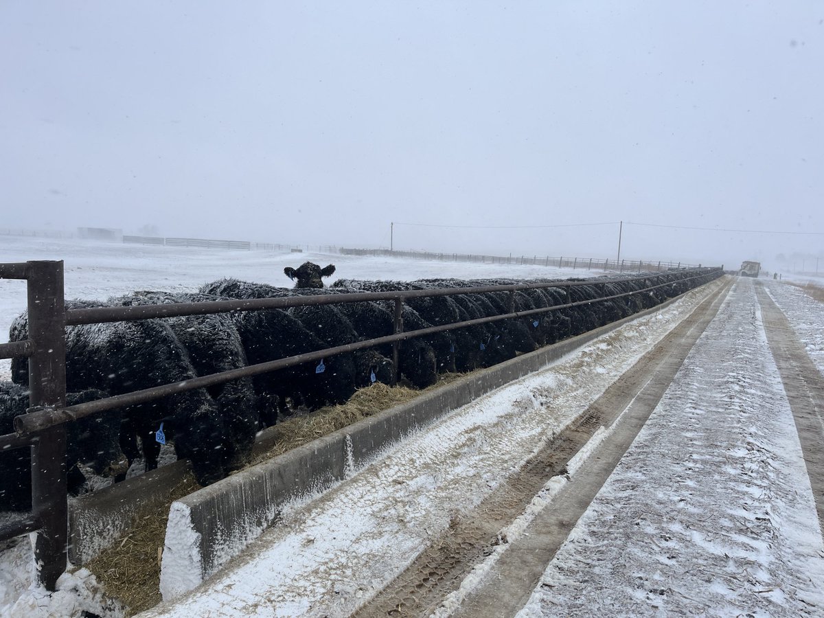 thesteerman's tweet image. High winds. Snow much less than expected. Look forward to sunshine tomorrow