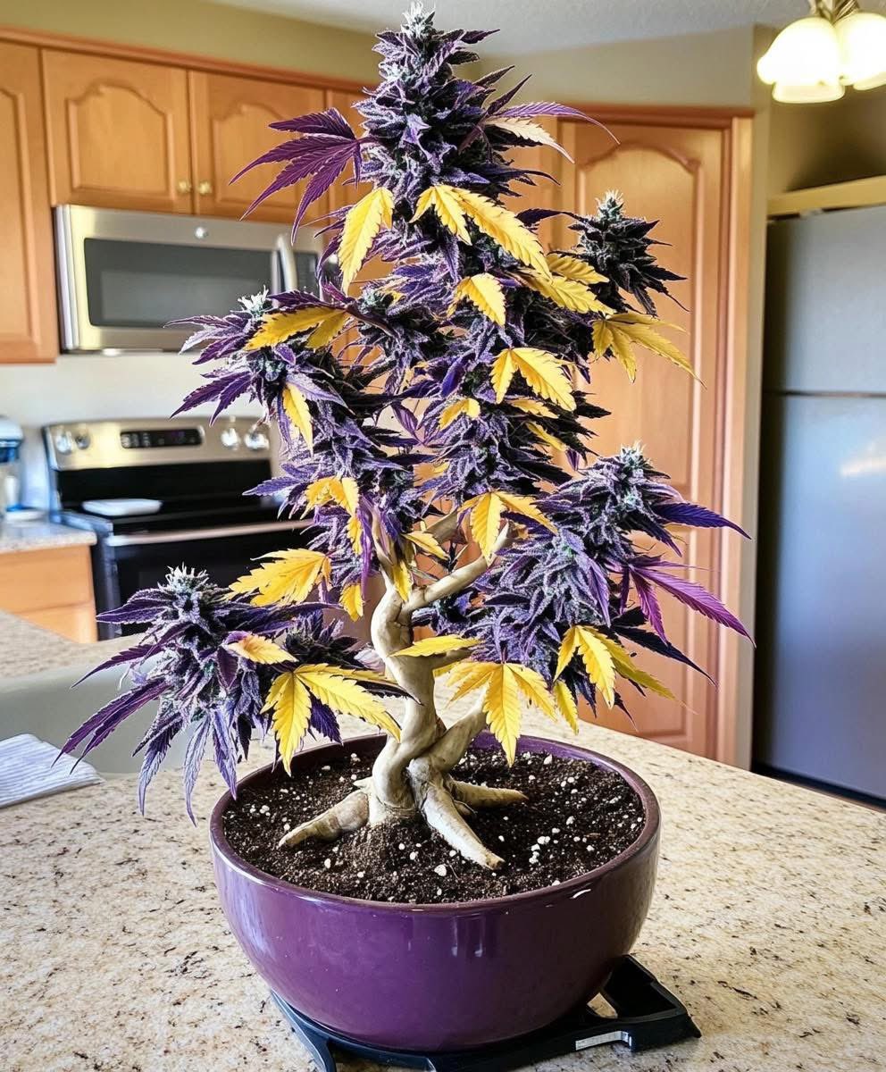 Fernand49034227's tweet image. Purple Bonsai