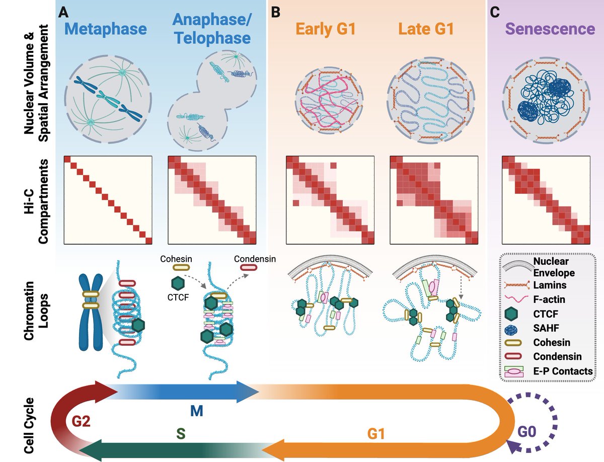 Dr Kate Giles (@scientist_kate) on Twitter photo Excited to see our review on the 3D genome in the cell cycle, DNA repair and DNA replication out today!
#3Dgenome #replication #DNArepair #cellcycle #epigenetics #chromatinstructure
frontiersin.org/journals/cell-…
Thank you to my co-authors <a href="/piptaberlay/">Phillippa Taberlay</a> <a href="/TheCesareLab/">The Cesare Lab</a> and Mathre Jones Excited to see our review on the 3D genome in the cell cycle, DNA repair and DNA replication out today!
#3Dgenome #replication #DNArepair #cellcycle #epigenetics #chromatinstructure
frontiersin.org/journals/cell-…
Thank you to my co-authors <a href="/piptaberlay/">Phillippa Taberlay</a> <a href="/TheCesareLab/">The Cesare Lab</a> and Mathre Jones