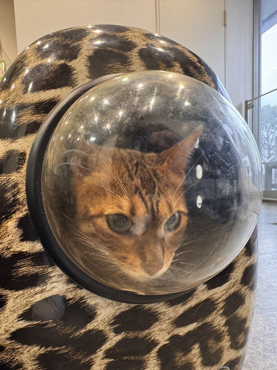 私の息子だと勘違いしている猫のバル
脾臓摘出手術に挑む❗️
輸血が必要になるかもと…ハロとブランも応援‼️

#ベンガル #脾臓摘出 #輸血応援隊 #頑張れ
