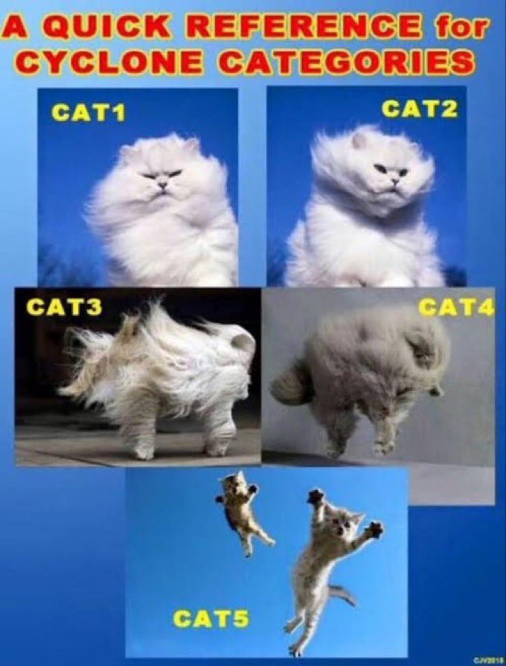 JusssTony's tweet image. Check the neighbours cat 🐈‍⬛ 

They know !