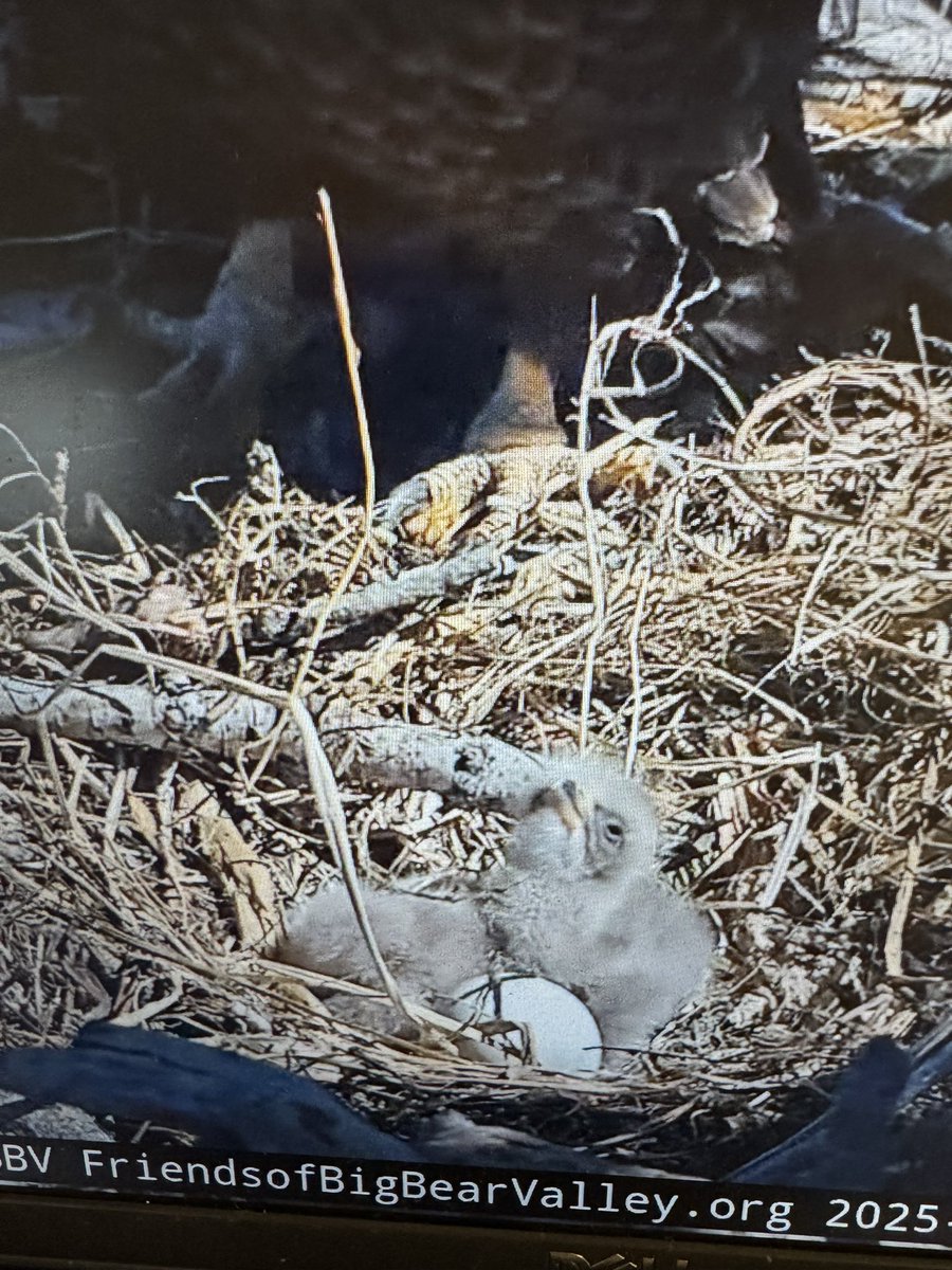 After 1 month of closely watching Jackie &amp; Shadow, 2 of their 3 eggs hatched!  We were so excited to monitor the babies all day long! #WeBelieveinBRE