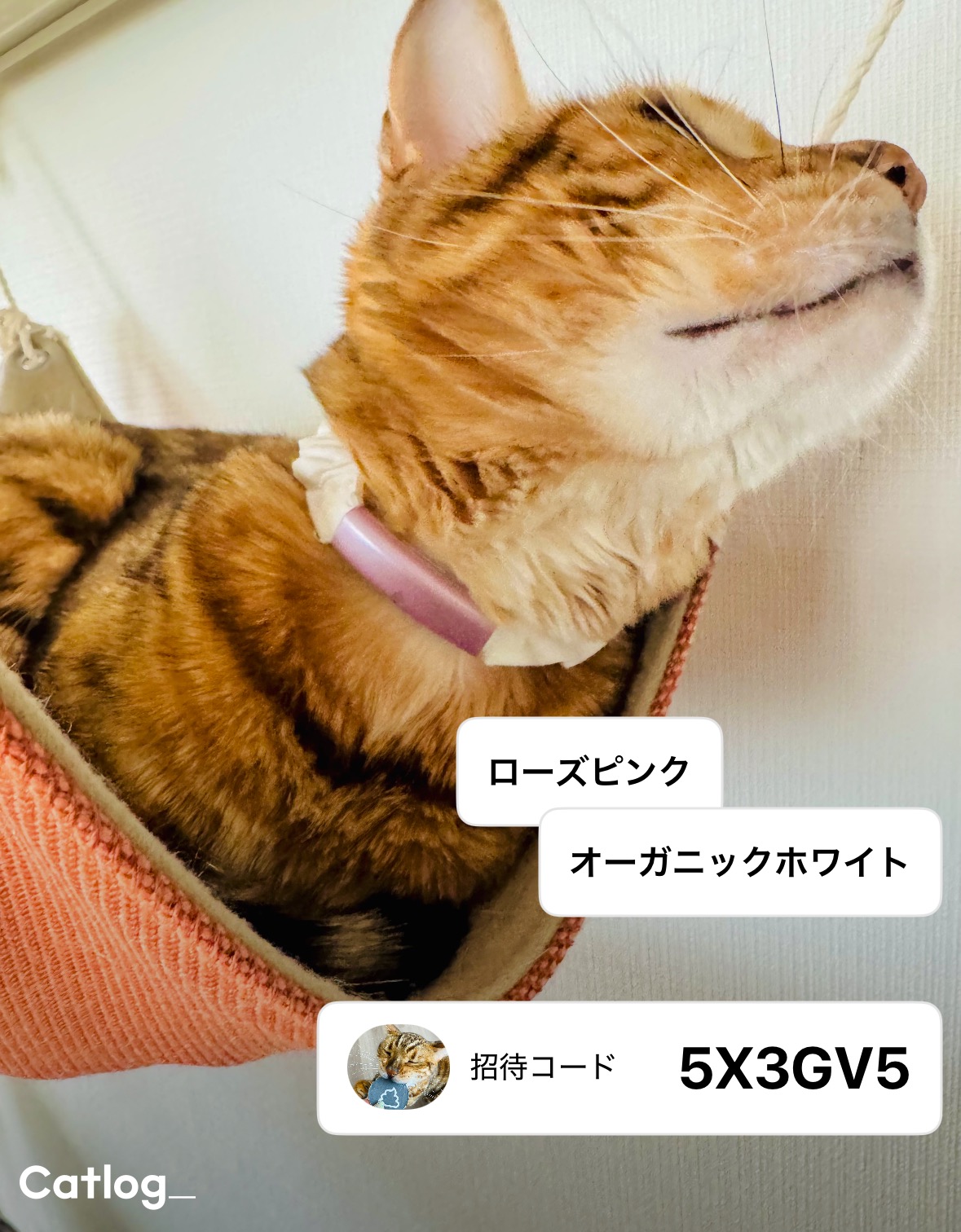 Catlog（キャトログ） (@Catlog_RABO) / X