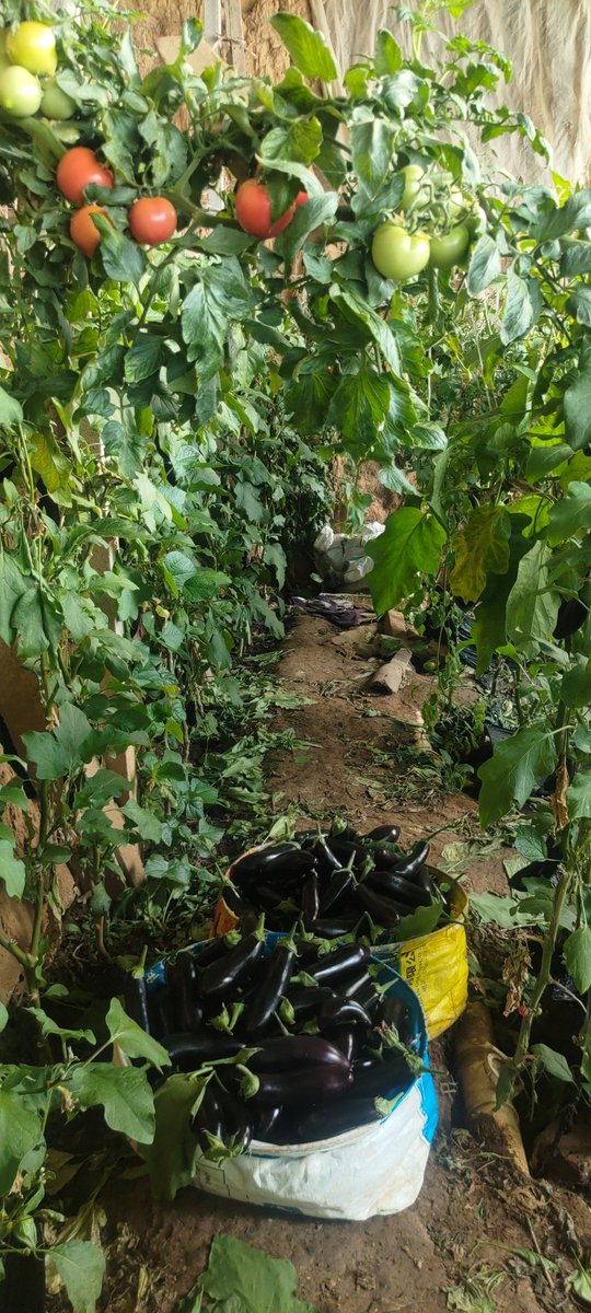 大棚种到头了，不赚钱