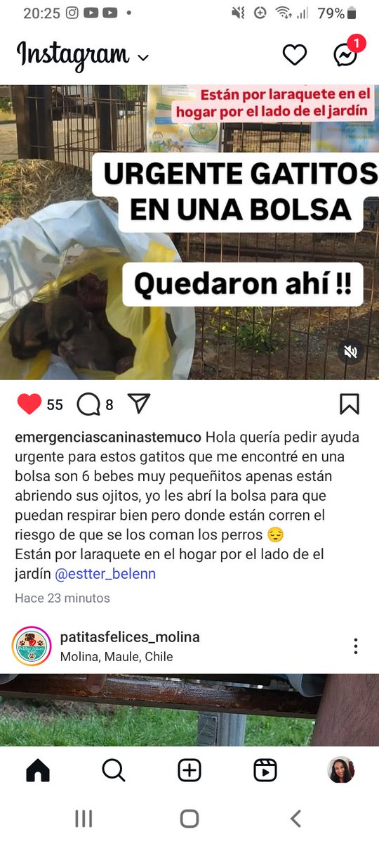 Katherin8782818's tweet photo. @emergenciascaninastemuco caso instagram,una chica se encontro un bolsa con 6 gatitos adentro,estan por la #Requete en el Hogar por el lado del Jardin comunicar @estter_belenn Rt urgente ayuda https://t.co/W8VcIU9mRI