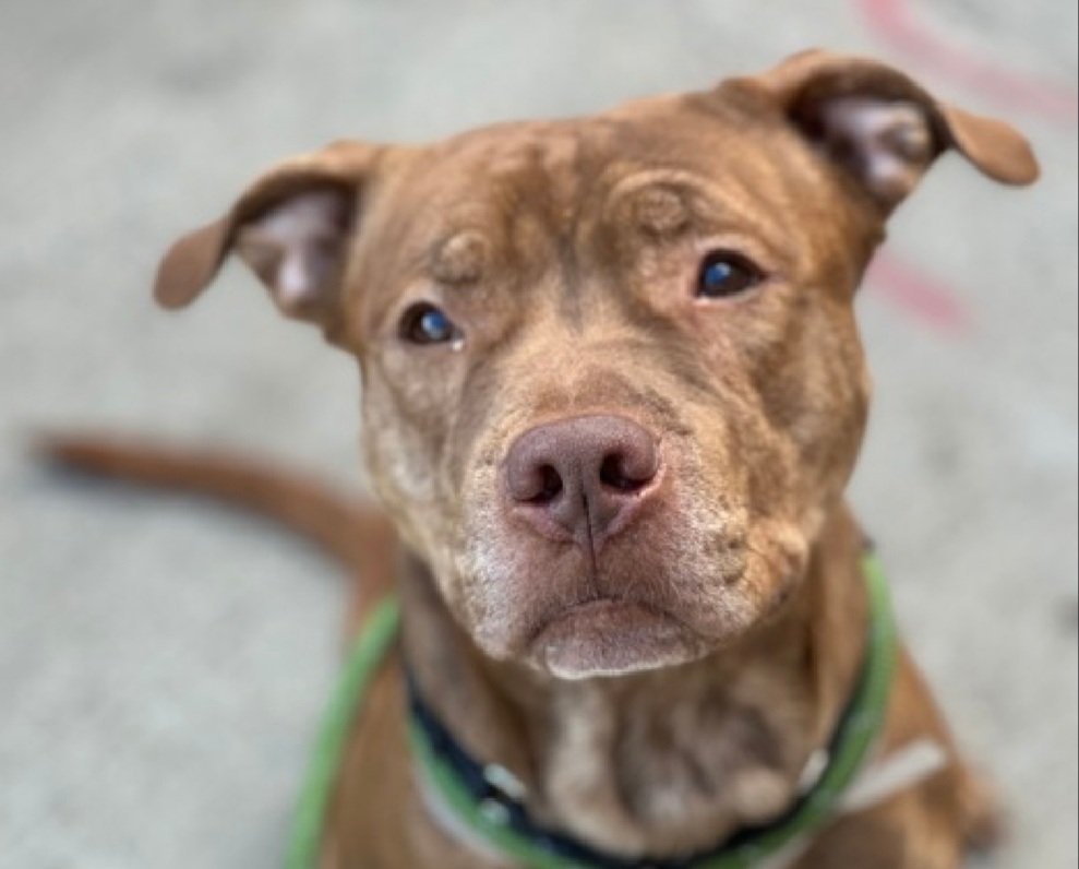 Tiger Eye 217917
Listed TBK 3/6
#NYCACC 
He is a cute 3 yr old
Good w/familiar dogs
Needs exp all adult home 
#UnicornFoster 
Please give Tiger Eye a chance to live!
nycacc.app/browse/217917
#Pledge4Rescue #foster #adopt