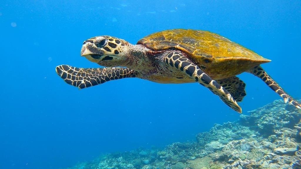 Happy Wildlife Wednesday!

Did you know? The Bundjalung people call large turtles 'binggihng'. One of these remarkable creatures is the hawksbill turtle, whose distinctive sharp, pointed beak gives them their name. 🐢

📸: Image from Atlas of Living Australia (CC BY 4.0)