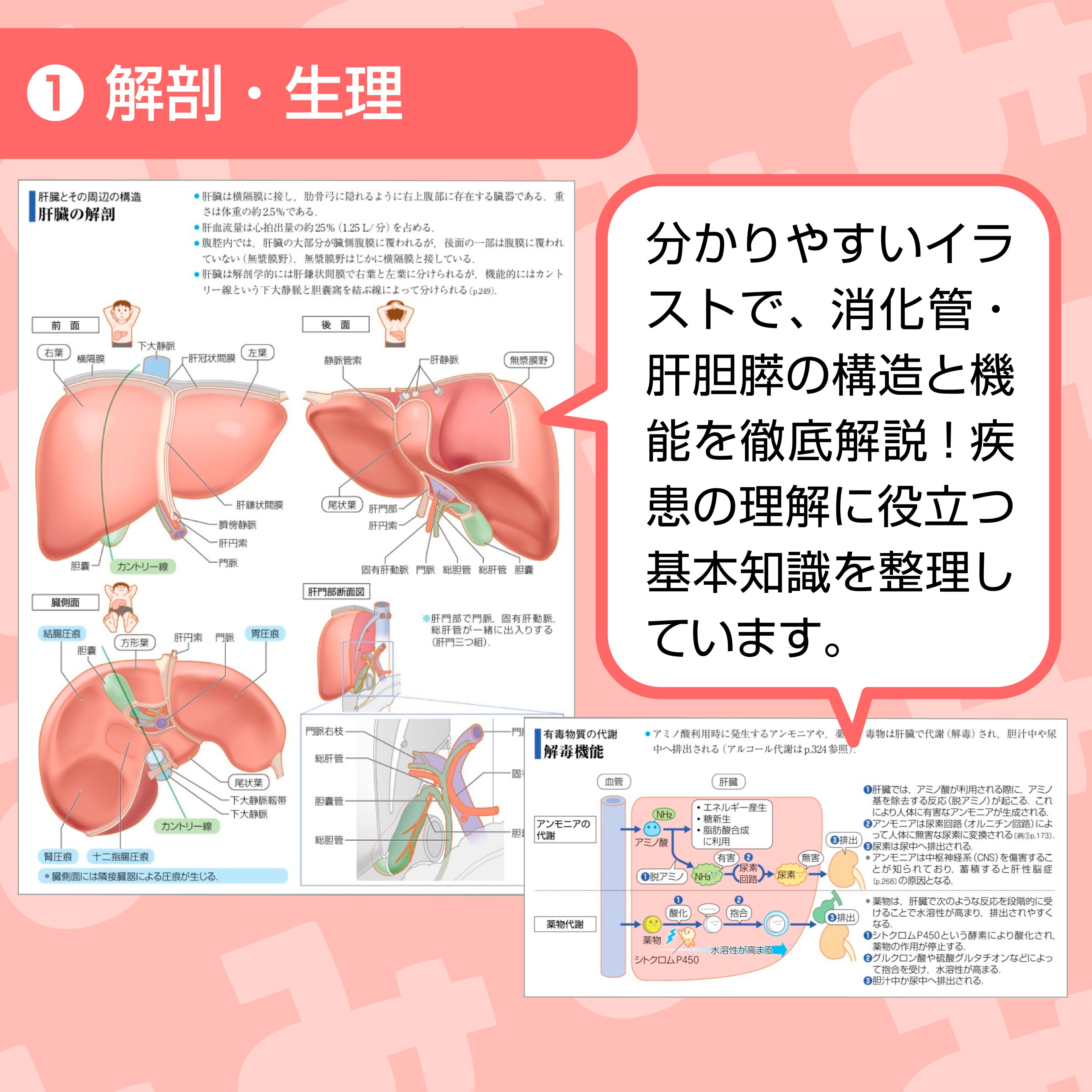 裁断済み⭐️病気がみえる⭐️消化器⭐️最新版⭐️第7版 病気がみえるvol.1 消化器 第7版 | 医療情報科学研究所 |本