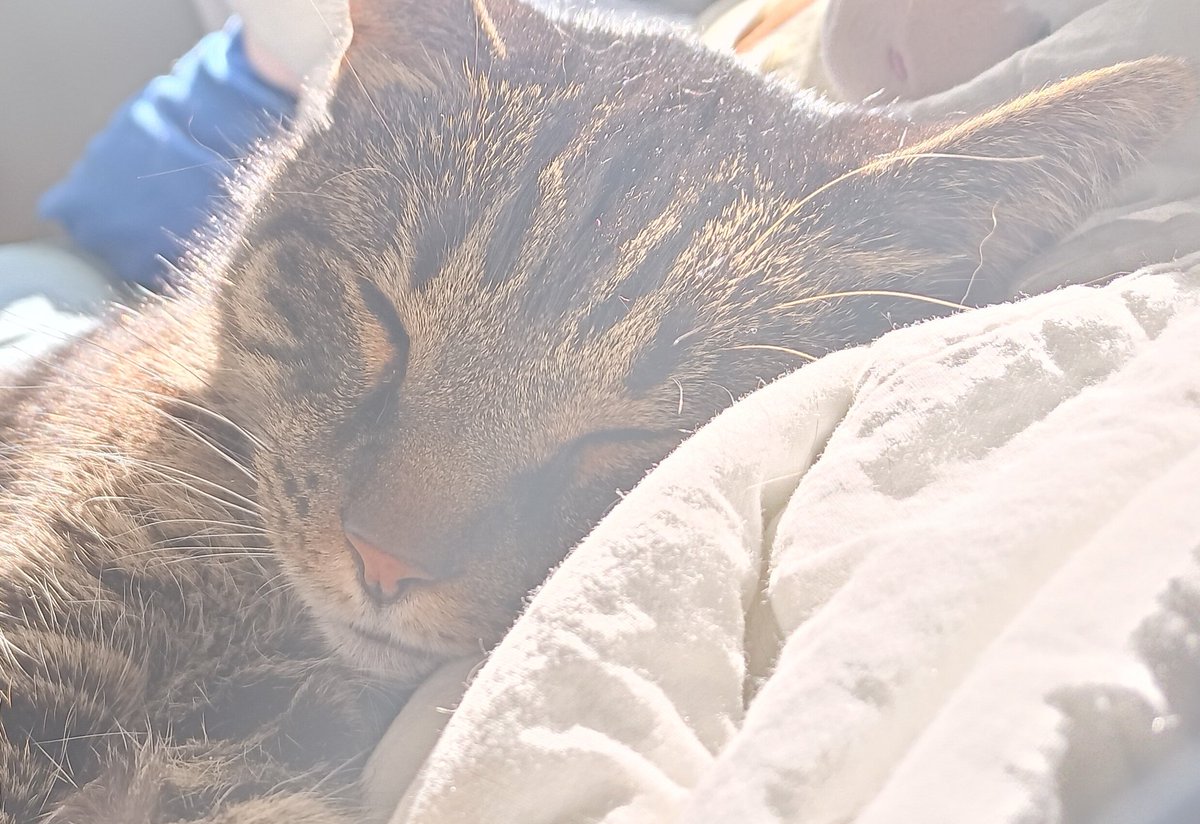 Fish Finn(he/him) tweet media