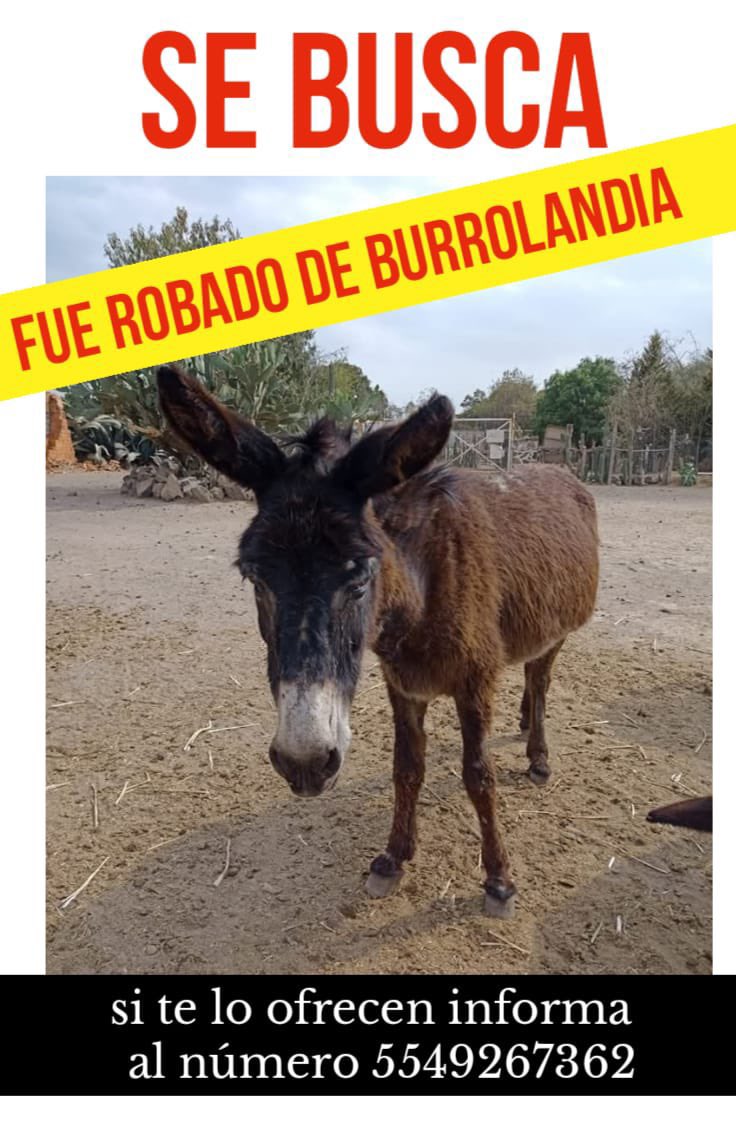 POR FAVOR MAXIMA DIFUSIÓN 🚨🙏

Por favor, no se olviden de los burritos  Julieta y Felipe que fueron robados hace unas semanas y siguen cautivos con mucho miedo. Regrésenlos a <a href="/Burrolandia_mx/">Burrolandia México</a> con sus hermanitos donde eran muy felices. 

Por favor ayuden a difundir para que las