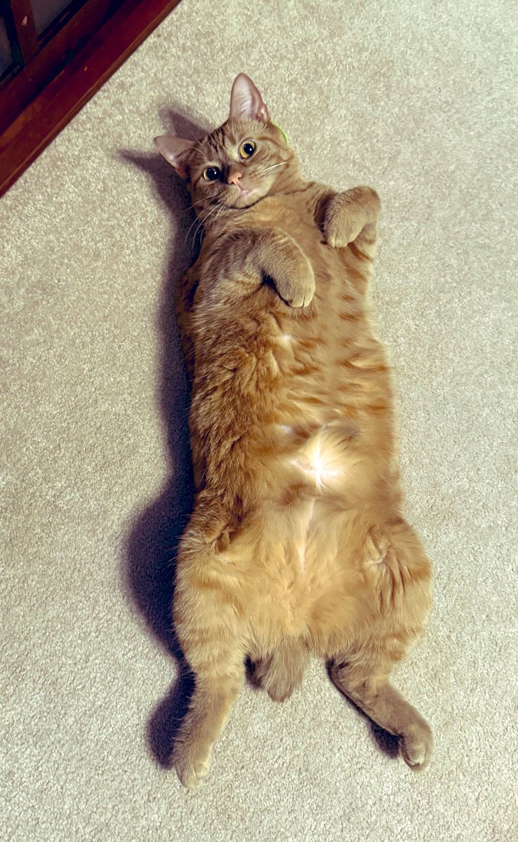 valopez's tweet image. My cat thinks it’s perfectly normal to chill and relax like this.