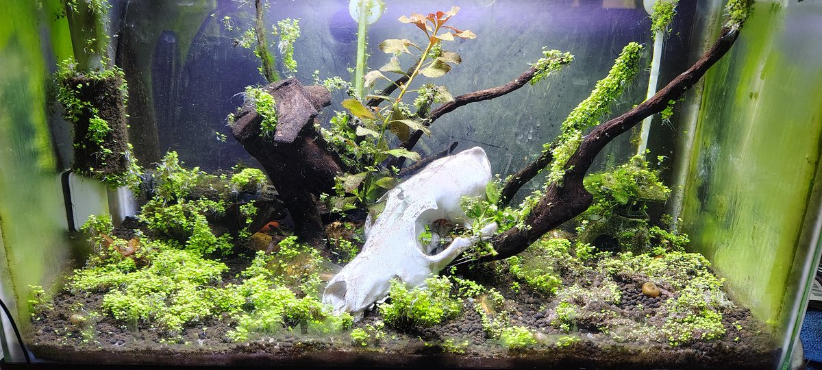 BooBooNubs's tweet image. my fish tank