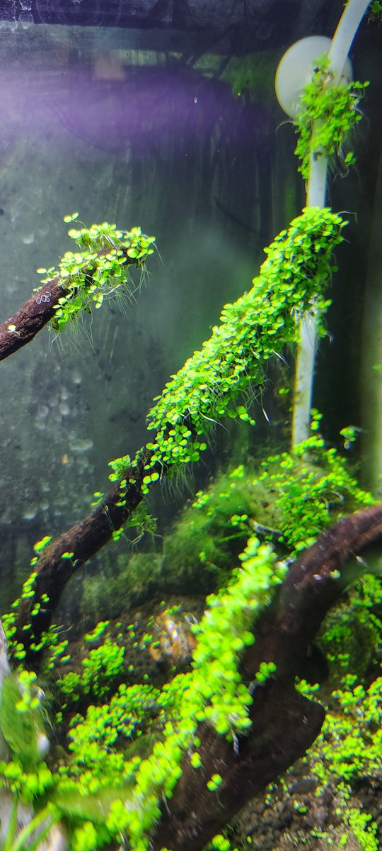 BooBooNubs's tweet image. my fish tank