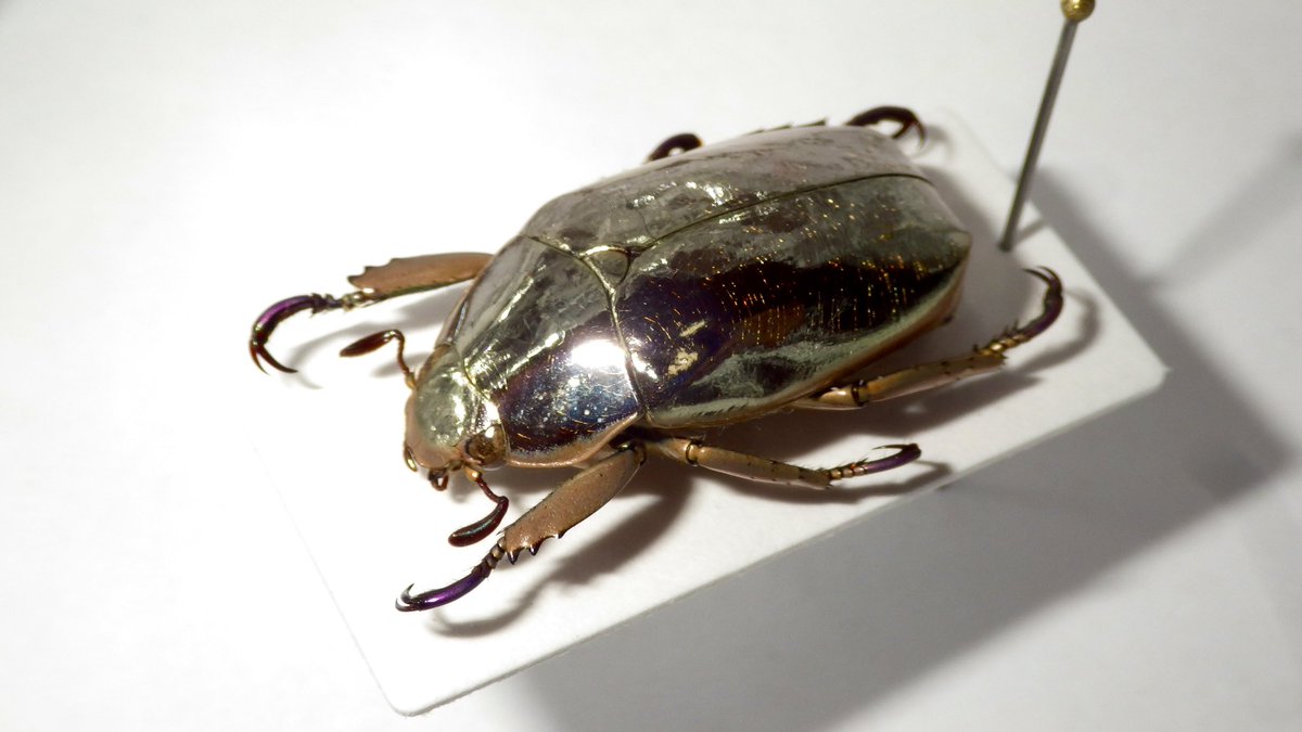 昆虫館Bar Species on X