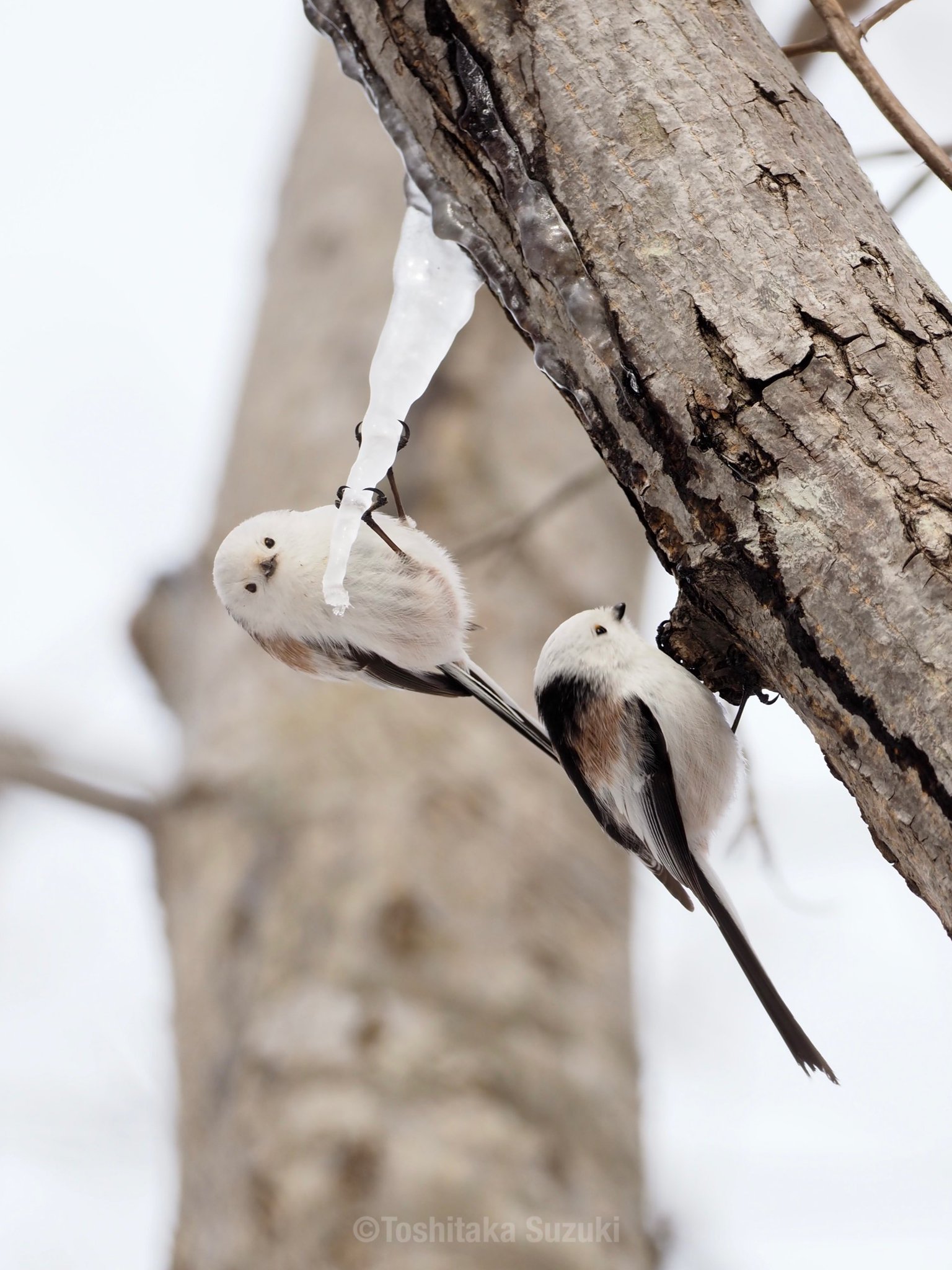 鳥と木の枝 GlPwouzWAAAzYat.jpg:large