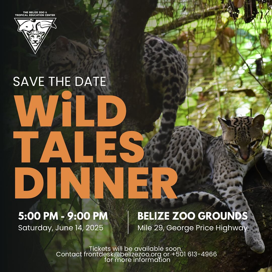 ZooBelize's tweet photo. Save the Date!
The Wild Tales Dinner is back.
Date: June 14, 2025
Location: The Belize Zoo
Ticket details are coming soon! Stay tuned
#belize #belizezoo #bestlittlezoointheworld #animalsofbelize #nativewildlife #belizewildlife #zoosandaquariums #animalencounters #belizevacation https://t.co/0tNy7xD9Q4