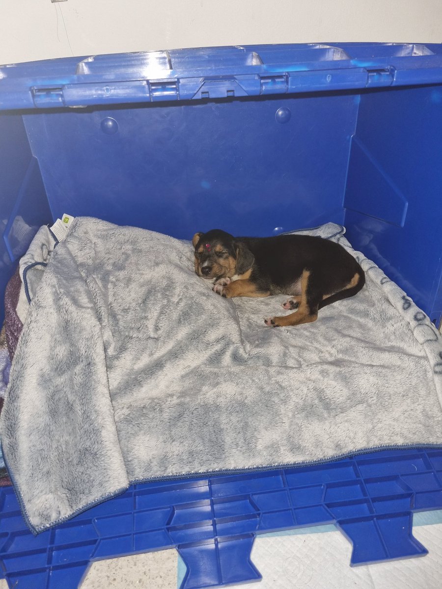 Val™ lvs vegetta777 🌷 tweet media