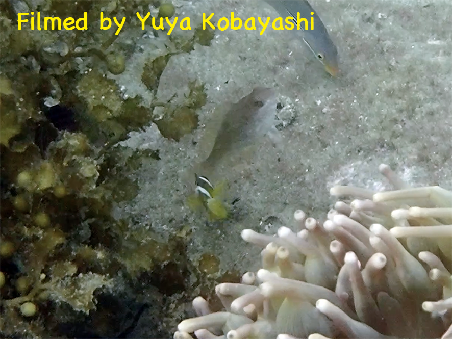 Our paper on cleaning behavior of juvenile #anemonefish has been published in Biogeography.
doi.org/10.11358/bioge… #symbiosis #fish #OMU #大阪公立大学 #クマノミ