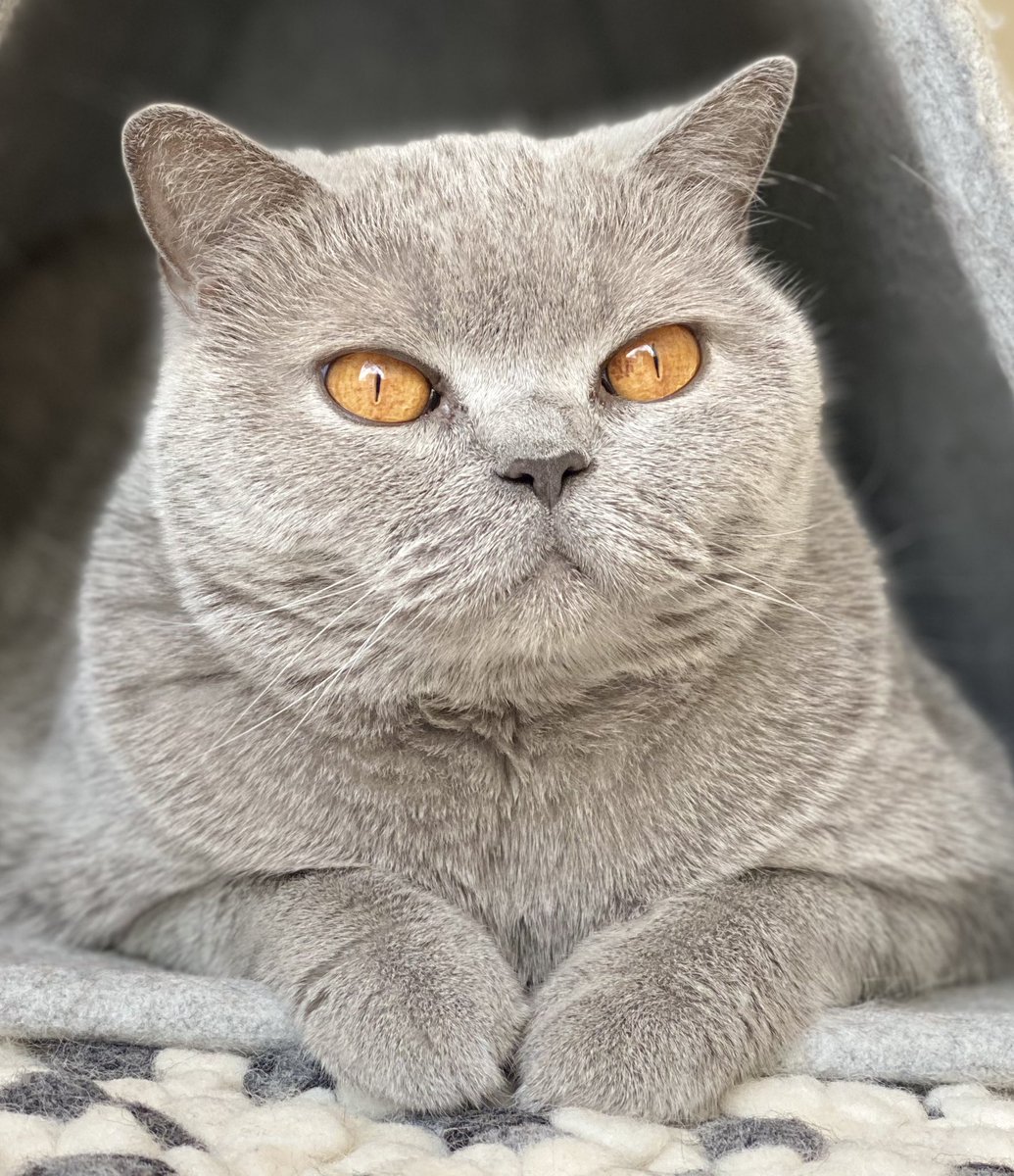 What’s up, pals? #whiskerswednesday #CatsOfTwitter