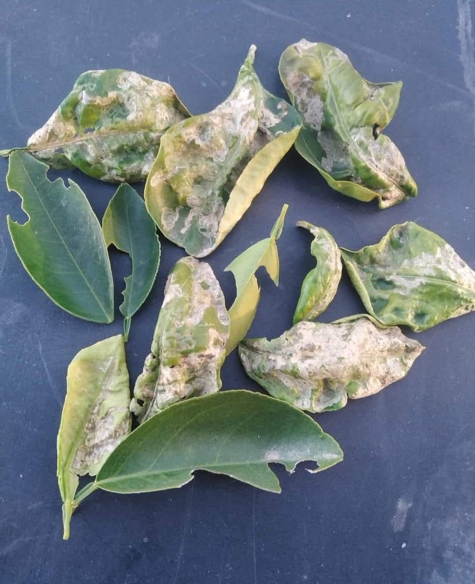 🍀حشرة صانعة الأنفاق والعنكبوت:
 تعتبر من أكثر الآفات التي تؤثر على أشجار الليمون والبرتقال . هذه الحشرات تتغذى على عصارةالأوراق وتسبب تلفًا كبيرًا مما يؤدي إلى ضعف النمو وإنتاجية الثمار .
🌱الضرر : تؤدي إلى تساقط الأوراق وتقليل جودة الثمار . 
🌱العلاج الطبيعية أثبتت فعاليتها .