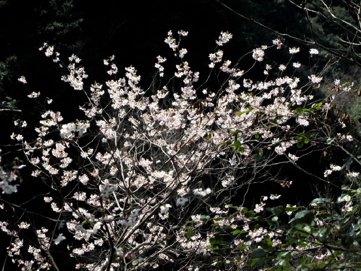 点点雪白缀枝头，海曙这里的野樱花盛开