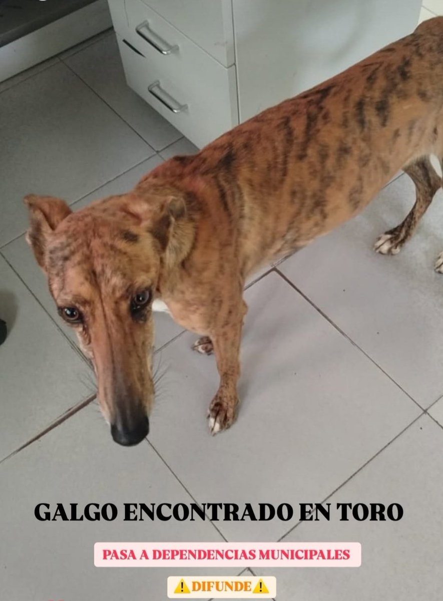 Necesitamos sacarla de allí cuánto antes 🙏🏼 #ACOGIDA #ADOPCIÓN #adoptable #AdoptaNoCompres no caza, #adopciónresponsable

abandonostororefugio@gmail.com 

#difunde
#porfavor