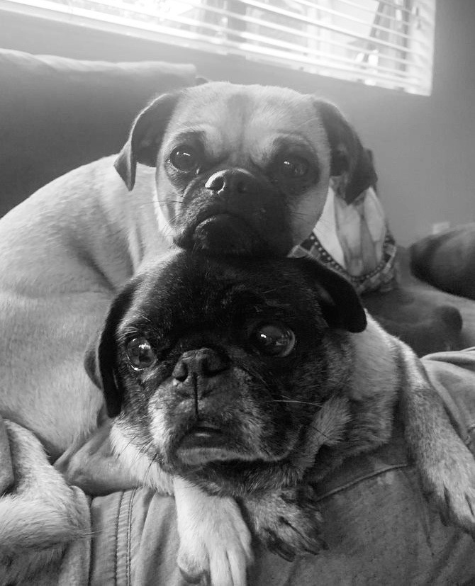 Good Dog Co. - Where Tail-Wagging Goodness is Served! 🌟🐾

ℹ️ For more info bit.ly/3Yhb78M

📧 Contact us at info@innovativemarketing.co.za 📞 or WhatsApp us 👉 bit.ly/3B69VLK

#HomemadeDogFood #CanineMeals #QualityIngredients #TailWaggingGoodness #GoodDogCo