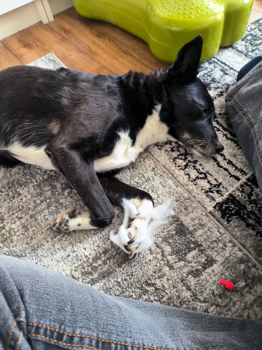 Amy (@amyauf3beinen) on Twitter photo Beim Verbandwechsel muss man ganz still liegen ☝️Tante <a href="/rumpeltonne/">Rumpel Tonne</a> , wann kommt denn endlich der Tierschutz??? Beim Verbandwechsel muss man ganz still liegen ☝️Tante <a href="/rumpeltonne/">Rumpel Tonne</a> , wann kommt denn endlich der Tierschutz???