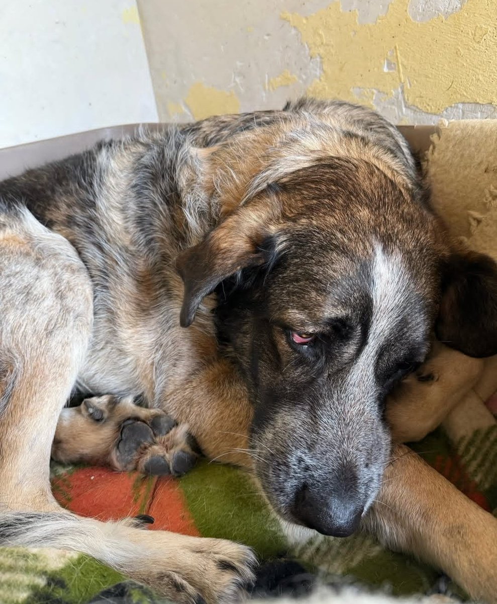 Ball se ha quedado solo. Está cada vez más triste,sus amigos han salido adoptados o en acogida y él sigue allí. No podemos verlo así 😭 nos ayudáis a encontrarle un 🏠 donde no esté solo?Es un peluche grande y amoroso #adopci
#ACOGIDA 
abandonostororefugio@gmail.com 
636174256
