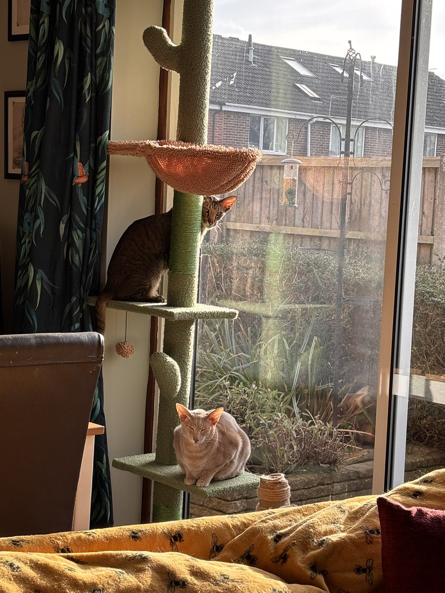 Ahsoka_Butters's tweet image. I think they love their cat tree! I’ve put it in the window because they love the sun and watching the birds, so it’s in the perfect position for them. I’ll be moving it in summer #sunbathingcats #lovetheircattree #ahsokatheorientalshorthair #butterstheorientalshorthair