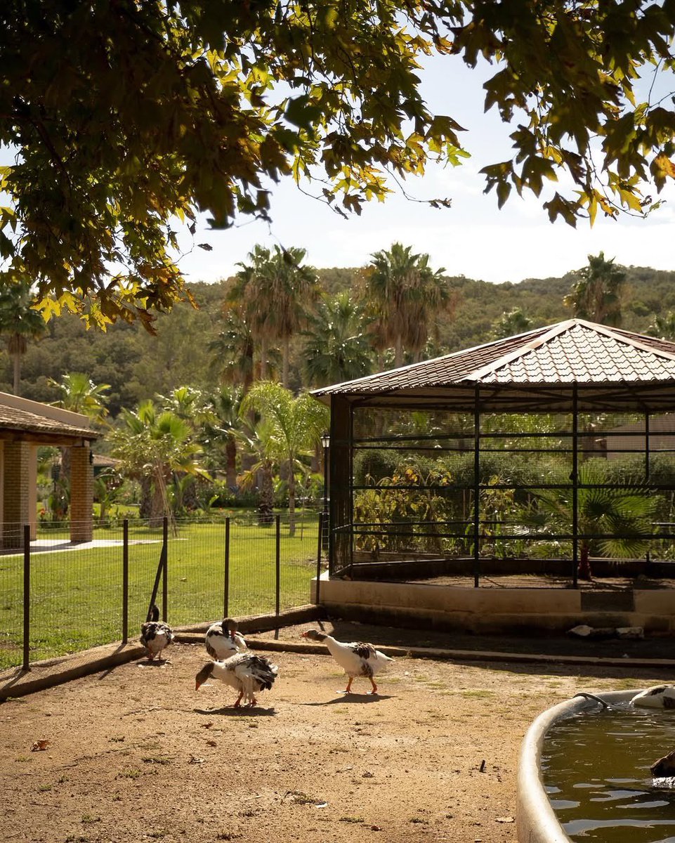 Escape the hustle and bustle of life and find serenity at Grecotel Costa Botanica in beautiful Corfu! 🌿

Tucked away on the island’s northern coast, this all-inclusive 5-star resort is a paradise of olive groves, private pools, and beach access.

📧 anna.p@travelosophers.com