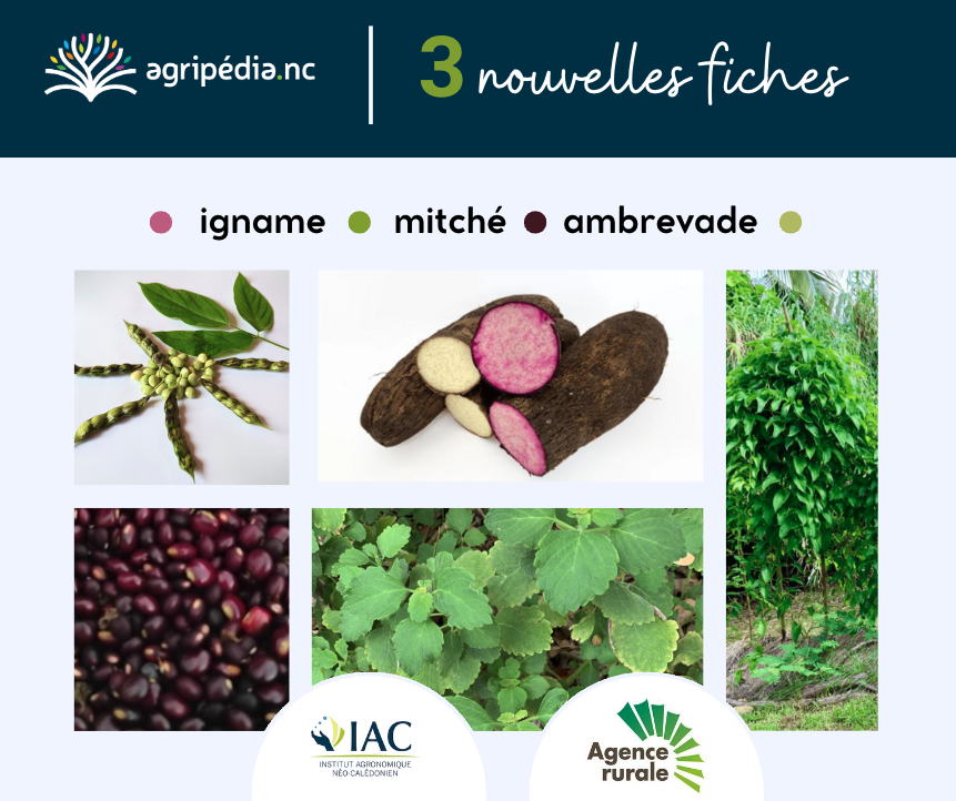 Heureuse d'avoir publié toutes ces nouvelles fiches dans Agripedia.nc. Beau travail d'équipe et partenariat entre IAC/Agence rurale pour contribuer à la transmission des savoirs agricoles et la diversification alimentaire - 1ère série - 👉agripedia.nc