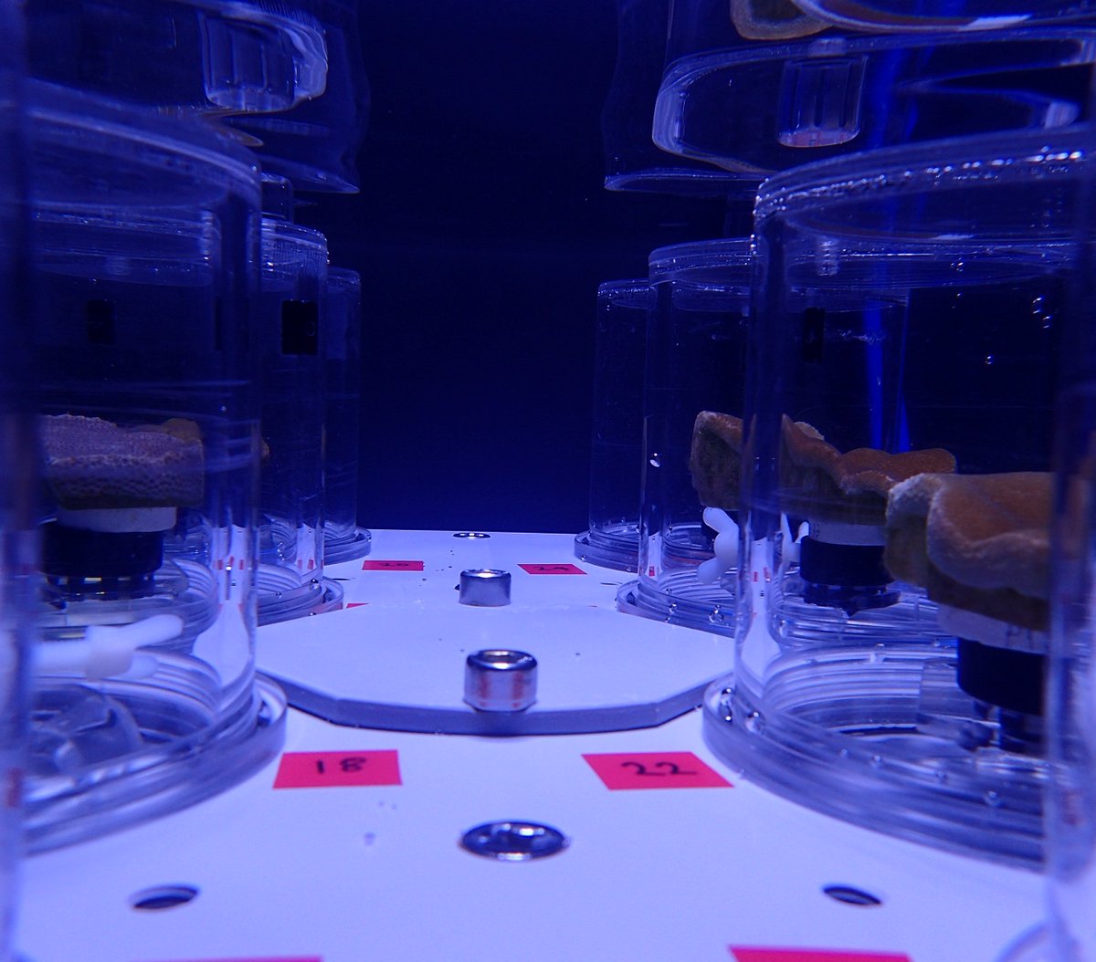 SeaSim (@seasim_aims) on Twitter photo 🔬 New research from <a href="/aims_gov_au/">Australian Institute of Marine Science</a> & <a href="/jcu/">James Cook Uni</a> shows rising temps disrupt coral-algae symbiosis. The study found:
🔹 Heat stress alters coral-algae nutritional status, affecting coral health
🔹 Gene expression changes appear before visible stress🔗Read more: bit.ly/4h7OwFh 🔬 New research from <a href="/aims_gov_au/">Australian Institute of Marine Science</a> & <a href="/jcu/">James Cook Uni</a> shows rising temps disrupt coral-algae symbiosis. The study found:
🔹 Heat stress alters coral-algae nutritional status, affecting coral health
🔹 Gene expression changes appear before visible stress🔗Read more: bit.ly/4h7OwFh