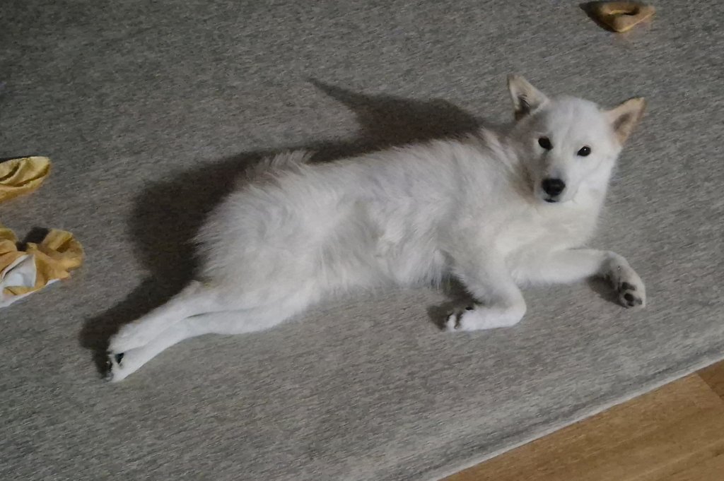 뒷발이 가지런한 강아지를 보여드릴게요