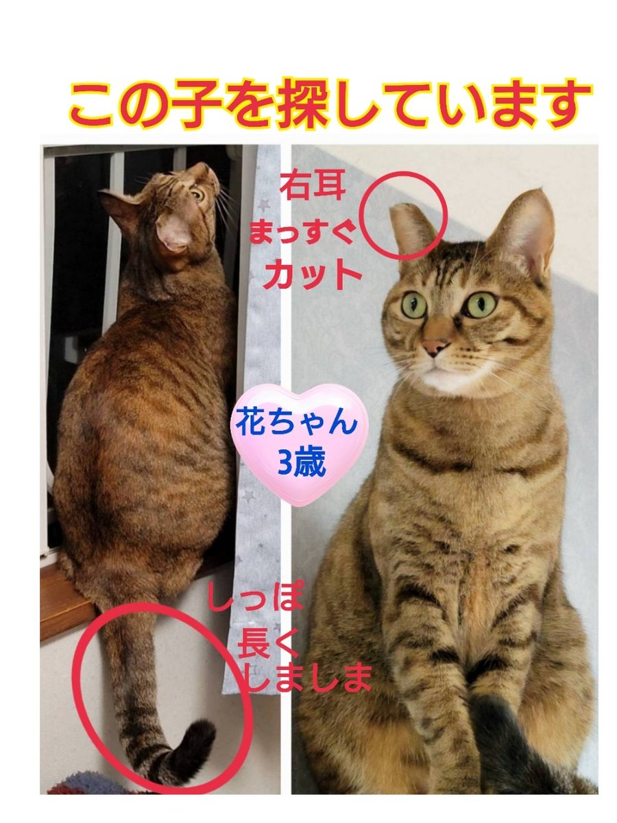 squirrelemi's tweet photo. 猫を探しています。花ちゃん3歳
。麦わら猫または、茶系のキジトラ。2024年4月11日横浜市金沢区富岡東の自宅から外に出てしまい行方不明のままです。保護してくださっているかたはいらっしゃいませんでしょうか。
#猫を探しています 
#拡散希望 
#リポストお願いします 
#横浜市金沢区 
#迷子猫 https://t.co/TRKeYUoEh3