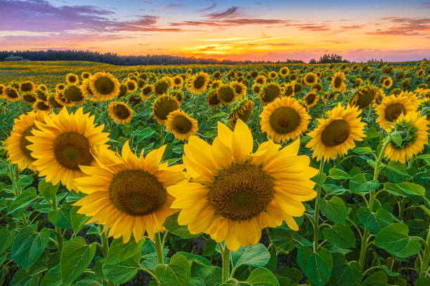 sunflowerchives's tweet photo. Share your sunflower stories! Let's spread the positivity. https://t.co/a0M9mqakxZ