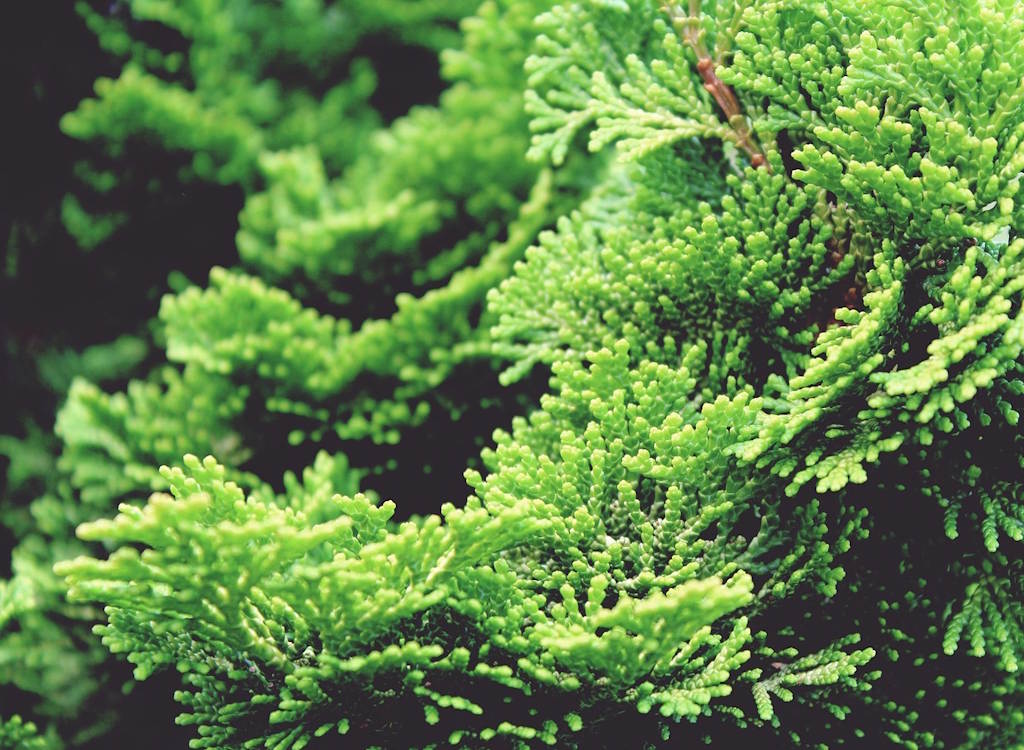 Conifers are versatile evergreen #shrubs and #trees and can provide all-year round interest.

Many varieties are good for #hedging [#thuja] and lots of conifers can be bought as a dwarf plant for use in a rockery or garden bed.

Listen now 👉 bit.ly/4bqZnZM

#conifer