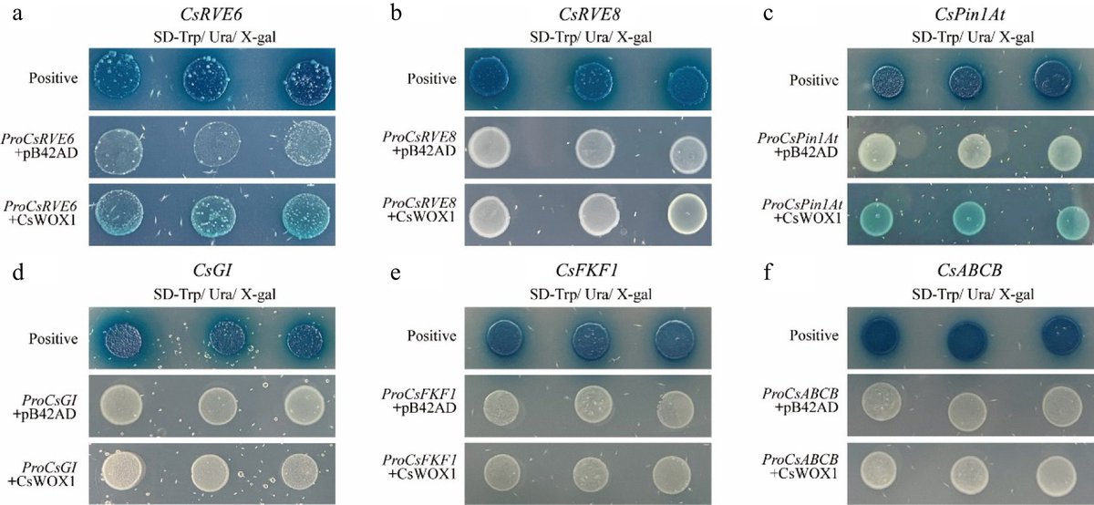 MaximumAcademic's tweet image. #VegetableRes

CsWOX1 promotes leaf expansion in cucumbers by targeting key genes in circadian and auxin pathways. Study reveals new regulatory links for leaf morphogenesis. 🌿 

@HortiPlant #PlantGenetics #LeafDevelopment 

Details: maxapress.com/article/doi/10…
