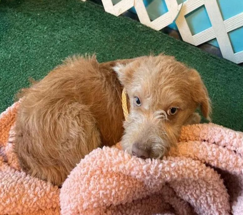 “Bowie's Law: A Second Chance for California's Shelter Animals… How Powerful ‘Animal Welfare’ Groups Fought to Kill a Lifesaving Reform—And Why They [Will] Do It Again [If We Don’t Stop Them]”
► animalpolitics.substack.com/p/bowies-law-a…
Puppy BOWIE killed with rescuers on their way to save him