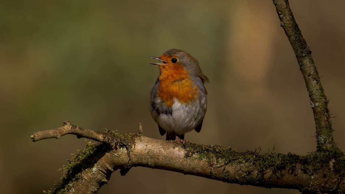 Morning All 👋 A wander around Forest Farm Nature Reserve yesterday afternoon in the wonderful warm sunshine ~ a very happy Robin singing away 😍#TwitterNatureCommunity #TwitterNaturePhotography #NatureTherapy #NatureBeauty <a href="/RSPBCymru/">RSPB Cymru</a>
<a href="/Natures_Voice/">RSPB</a>