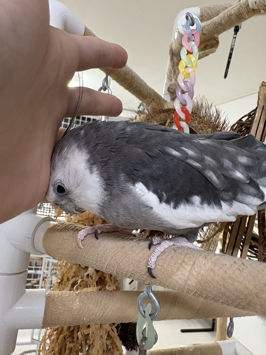 긁어줄때까지 버티는 중